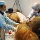 Illustration for article titled No, we are not going to be cloning this newly discovered wooly mammoth any time soon